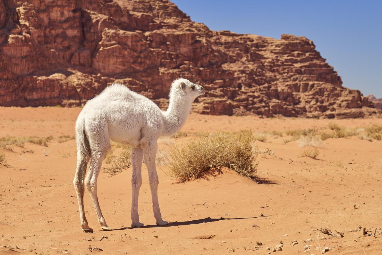 Wadi Rum Green Desert Ngoại thất bức ảnh